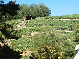 Weinreben